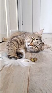 She’s hugging her favorite toy 🥹🐱💕