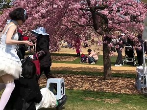 比起网感我更擅长生命力🌸 #莉莉丝之眼 #莉莉丝lolita #小缎带sp #lolita #樱花🌸