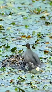 3.5M views · 10K reactions | 閭 Little Grebes Beautiful Bird 閭 #birdphotography #birdwatching #bird #birdlovers #bird #birdshots #shorts #shortsvideos #shortstory #shortsfeed #shortsviral #reelsfypシ #reelsfb #reelsviral #reelschallenge #reelsvideo #reelsbirds #reelitfeelit #viralpage #viralvideo #viral #viralreels #virals #viralvideoreels #viralreelsfb #viral #viralposts #viralshorts #photoshoot #photography | carry on 82 | Facebook