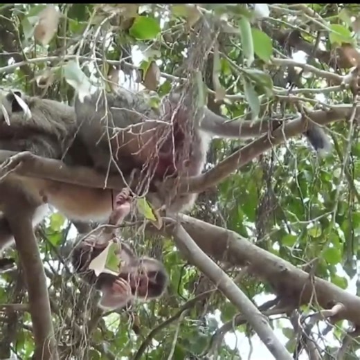 A baby Linux monkey🥲 climbs a tree following its mother, but falls to the ground after hitting the tree. | Monkey families