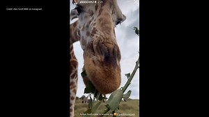 2.6K views · 22 reactions | What an experience! Football star Alex Scott shared this video of her feeding giraffes at Port Lympne 漣李 Read more: https://www.kentonline.co.uk/hythe/news/strictly-star-and-ex-footballer-feeds-giraffe-at-kent-animal-291346/ | KentOnline News | Facebook