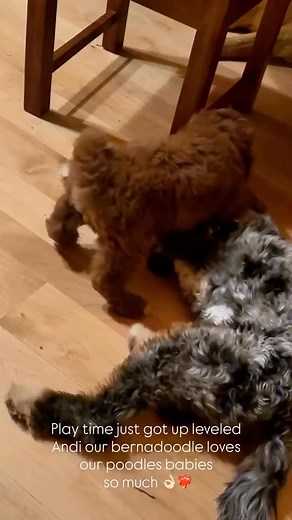 6 comments | ISO Guardian Bernadoodle home in Idaho Falls and...