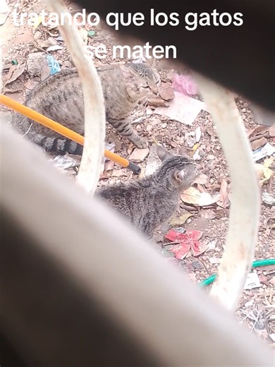 #chiste #viral #paratiiiiiiiiiiiiiiiiiiiiiiiiiiiiiii # | cats