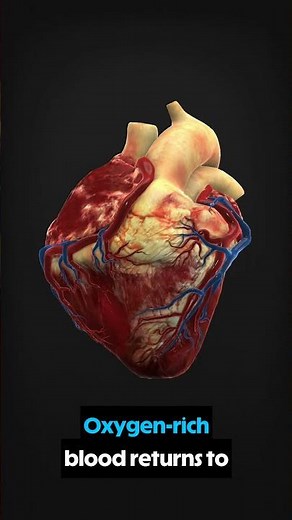 What Exactly Happens During Blood Circulation Through The HEART?