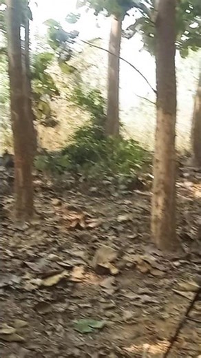 my fast shooting video #newvideo #ffshorts #shutingtime