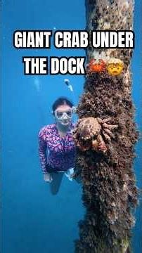 now that was a BIG crab 🤯 #ocean #underwater #diving #oceancreatures