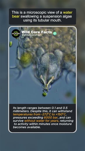 The most resiliente creature #wildcorefacts #nature