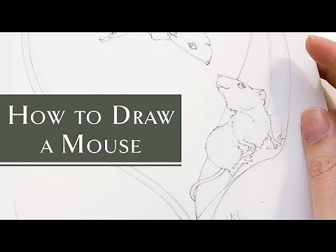 How to Draw a Realistic Mouse