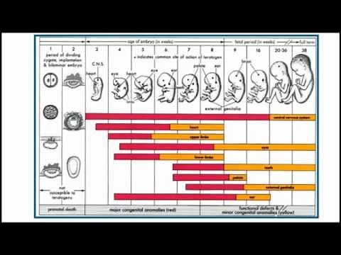 Prenatal Alcohol & Fetal Alcohol Spectrum Disorders