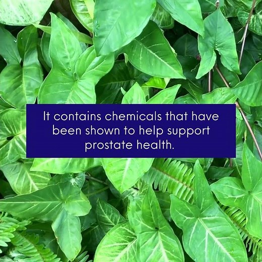 Pygeum | Action Labs for Men