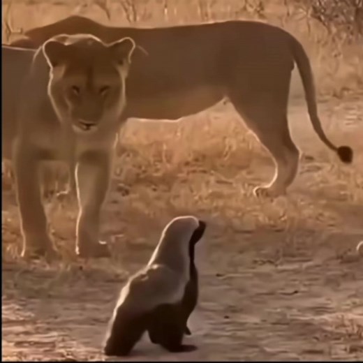 The Toughest Animal on Earth: Honey Badger Facts