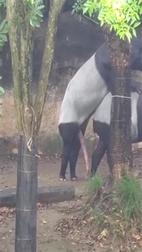 #farm #horse #texas #cowboy | farm