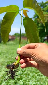 220K views · 3K reactions | I found the most expensive Desi mango tree in my village #mangotree #shortvideo #treeplanting | Trees Plants Info | Facebook