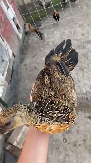 Pheasant X Chicken hen