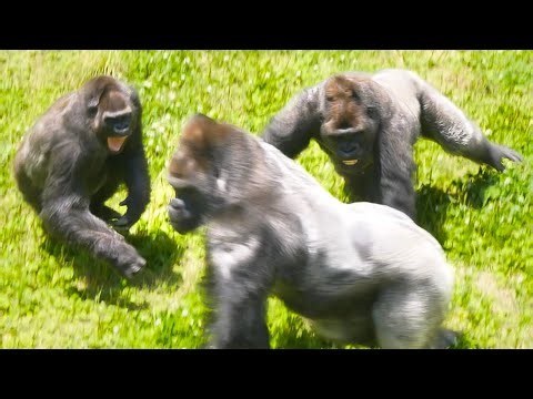Elderly Female Gorilla Yelling At The Excited Male | The Shabani's Group