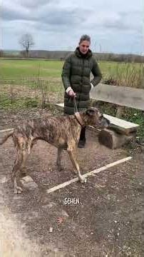 😱 Shocking moment while walking the dog… 🐕 and suddenly your dog is gone.