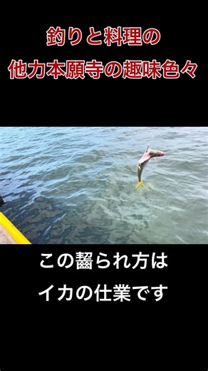 コノシロ泳がせはイカとの攻防…