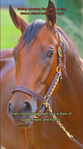 American Pharoah: A Living Legend of Horse Racing 🇺🇸 #AmericanPharoah #HorseRacing #TripleCrown