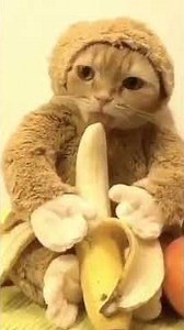 cat cosplaying as monkey #cat #fypシ#catlovers