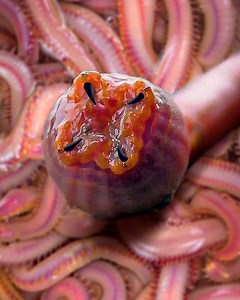 526K views · 2.8K reactions | How do bloodworms use their fangs? | Crazy Creatures | Facebook