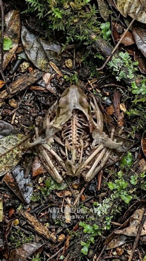 Tree Frog Decomposition Timelapse