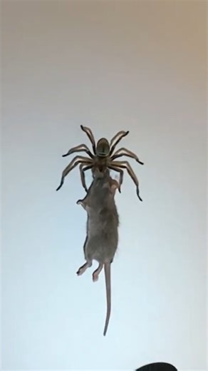 Spider caught a WHOLE RAT! 🕷️🐁
