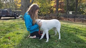 Meet Noli, a beautiful 7 month old, white Lab Mix, weighing 31 pounds. She has a bouncy personality and is curious and outgoing to all. Noli loves to explore and be outdoors running and playing with other dogs. But that doesn't mean that she doesn't snuggle. She also loves quiet time, an available lap and a good cuddle. Noli will thrive in a home with adults and older children. Come meet beautiful Noli and fall in love. ny-petrescue.org | Pet Rescue NY