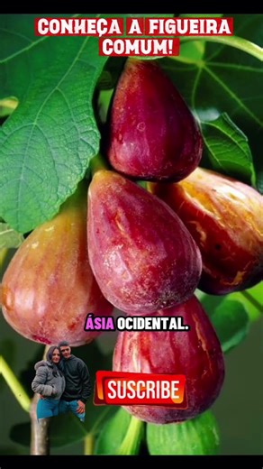 👉🏻A árvore que alimenta o mundo há milênios — conheça a figueira sagrada!🌿#shorts