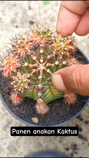 Propagating Variegated Cactus Pups to Grow Your Own #aridzona #cactus #cactus #variegata #plants