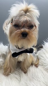Every time you walk into a room… Follow for more cute content! Don’t forget to like, comment and share! You can find us on FB, IG, TikTok and YouTube #arcticroseyorkies #yorkie #everytime #walk #room | Arctic Rose Yorkies