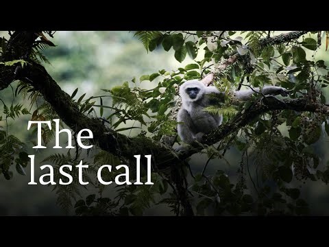 Natural bridges to reconnect the last Javan gibbons