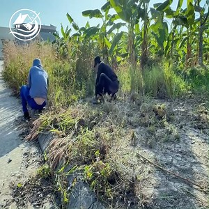 CLEAN UP overgrown hallways #abandoned #lawn #cleanup #cleaningmotivation #clean #overgrown #transformation | Clean Up TV