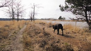 Chien, Animal De Compagnie