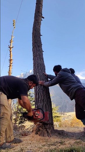 Expert Tree Cutting Skills | Perfect Falling Method #treecutting #treefelling #chainsaw