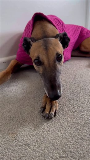 I had no idea how amazing Greyhounds were as pets until we adopted our Poppy. Her placid, gentle and loving nature makes everyone she meets completely fall in love with her. She keeps us laughing every day with her Greyhound antics 😜 if I knew before what I know now I would’ve adopted a Greyhound years ago. With the racing industry in Australia discarding more Greyhounds than can be rehomed, spreading the awareness of how beautiful these dogs are as pets has never been more important 🙏 #spread