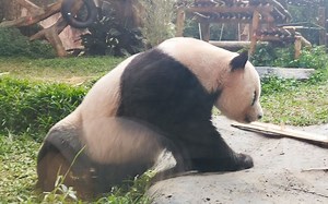 Datangkan Sepasang Panda, Taman Safari Bogor Bayar Miliaran Rupiah ke China : Okezone Women