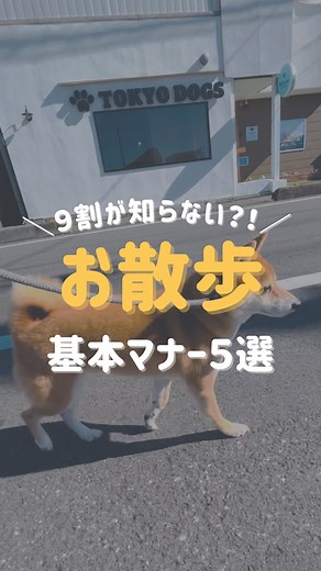 【公式】Tokyo Dogs |褒める犬のしつけトレーニング on Instagram: "褒めるしつけ教室東京 DOGS🐶 ＼こんばんワン🐾／ 今回は”犬のお散歩基本マナー5選”を ご紹介します🐶💡 その１🐶 おトイレは「環境意識＋しつけ」のセットで トイレの後始末は当然！ マーキングも放っておけば「していい場所」と学習しまいます💦 散歩中に飼い主が意識的に止めてあげないと 犬は“自由にトイレできる＝リーダー不在”と誤認しやすくなります☝🏻 マーキングを制御することは 主導権を持った落ち着いた散歩への第一歩☝🏻 その２🐶 リードを張らない＝精神的な安定を育てる 常にリードが張っている状態だと 犬は緊張や興奮が続きやすく、問題行動も増えがち！ “たるみのあるリード”で歩ける関係性は 犬が人に意識を向けている証拠 なので リード操作で抑えるのではなく 犬自身が“飼い主と歩く心地よさ”を覚えることが本質🌈 その３🐶 他の犬や人への接触は“ごほうび”になると学習する 挨拶や接近を許してしまうと 犬は「吠えたり引っ張ったりすれば近づける」 と学んでしまうことがあります �