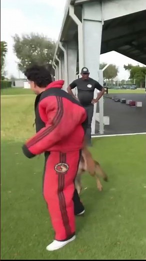 A dog in Action 🐕‍🦺 Police Dog Training