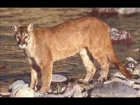Bobcat vs Cougar
