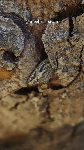 Camouflage is nature’s survival art—helping animals hide in plain...