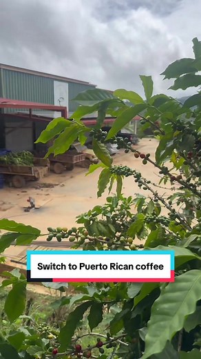 Discover the Rich Flavor of Puerto Rican Coffee