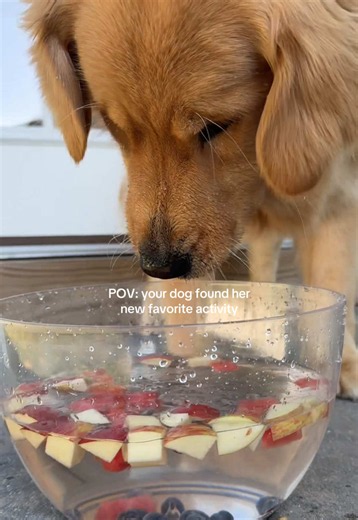 Golden Retriever Puppy’s New Favorite: Snacks Over Everything