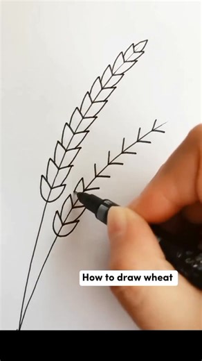 How to draw wheat plant 🌾🌾🌾 | Monica Aguilar