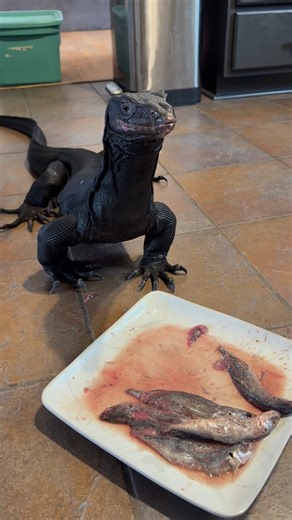 @lookatmylizards on Instagram: "Please see attached video of Duo eating 1lb of scad fish in 2 minutes. Let me know if you have any feedback or questions before EOD."