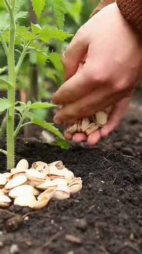 Those little shells still have serious value. These 7 ideas reveal how pistachio shells can be reused in clever ways... 👇💬 #fblifestyle | Build & Bloom Ideas