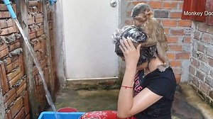 8.5M views · 41K reactions | Baby Monkey Dodo Cleaning Hair For Mom | Monkey Dodo | Facebook
