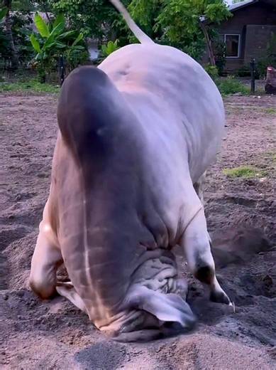 এত জেদ তো ভালো না 🤣🔥🐂#cow #animals #tiktok #foryou #2026