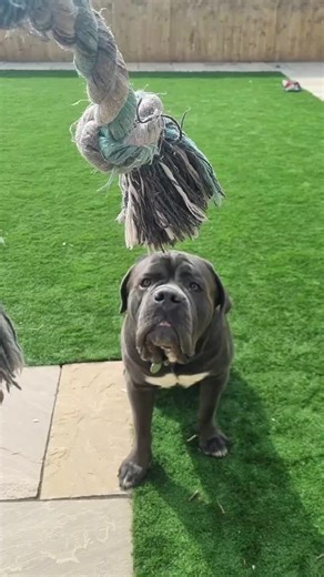 ..🙌✨️🎉 #lucathecanecorso #canecorso #northeast #italianmastiffcanecorso