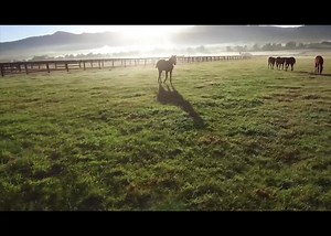 3.7K views · 58 reactions | Raising Athletes is what we do best! Looking forward to presenting 23 outstanding individuals at the Inglis Australian Easter Yearling Sale. Inspections kick off Wednesday 4th April. #stableC #raisingathletes | Segenhoe (Stud) Group | Facebook