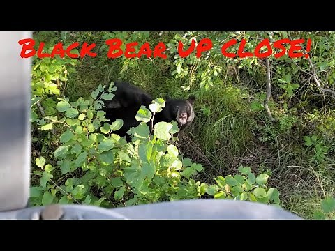 Black Bear VS 44 Magnum (First Time Bear Hunt)